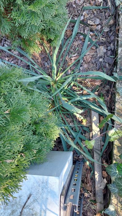 Juka  hosty sadzonki