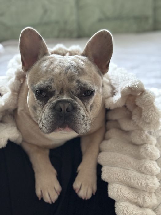 Вʼязка французький бульдог