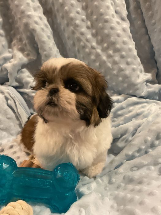 Shih - Tzu Salonowe, Pieski