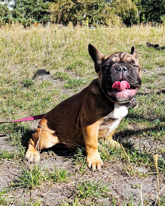 Щенки Французского бульдога