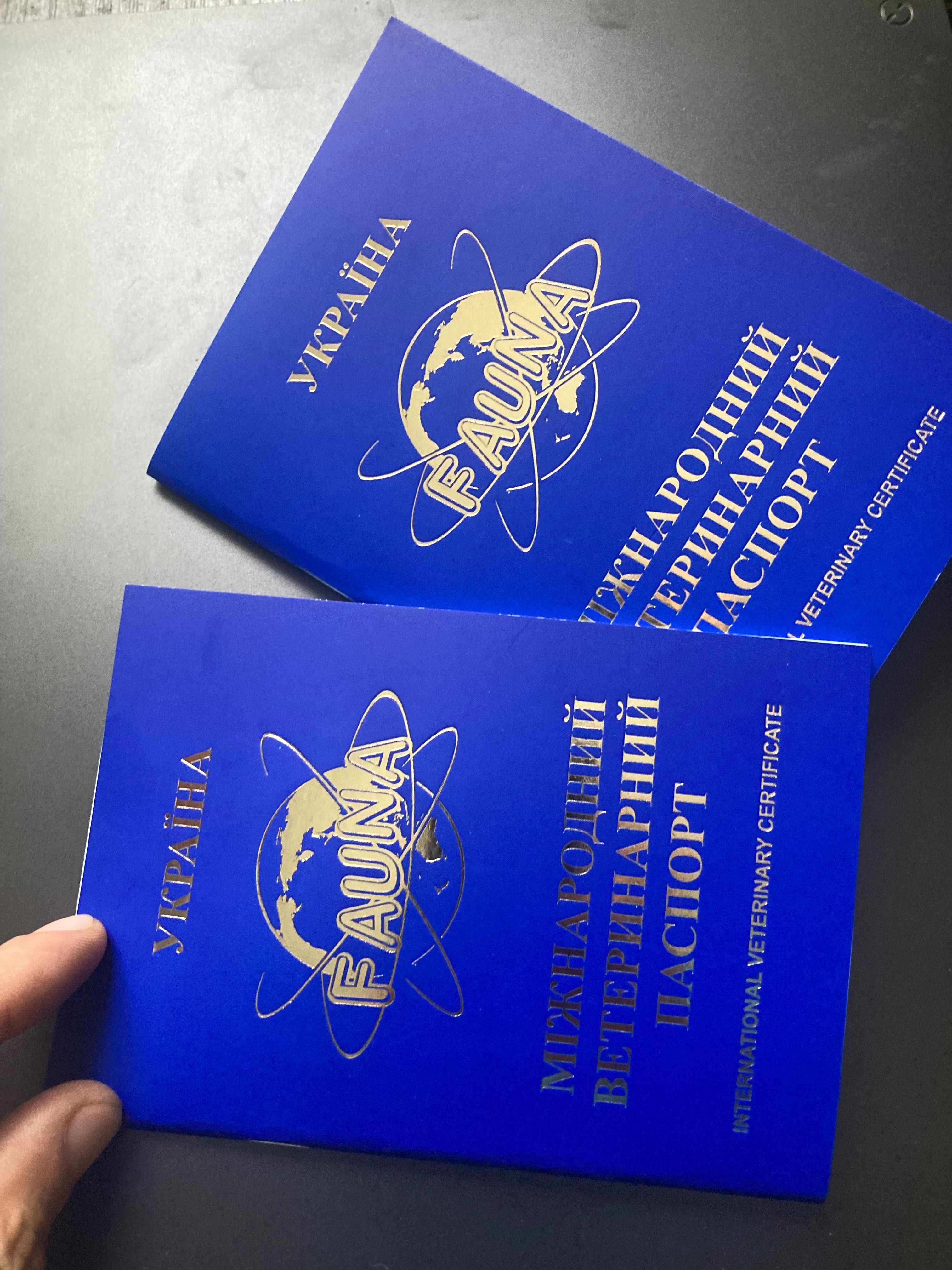 Щенки Мальтийской Болонки