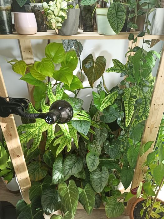 Philodendron, hoya, syngonium, alokazja