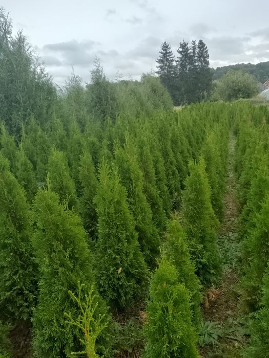 Na sprzedaż TUJE SZMARAGD 90-160cm