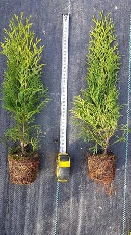 Tuje Tuja Szmaragd 40-50cm Thuja Smaragd Producent