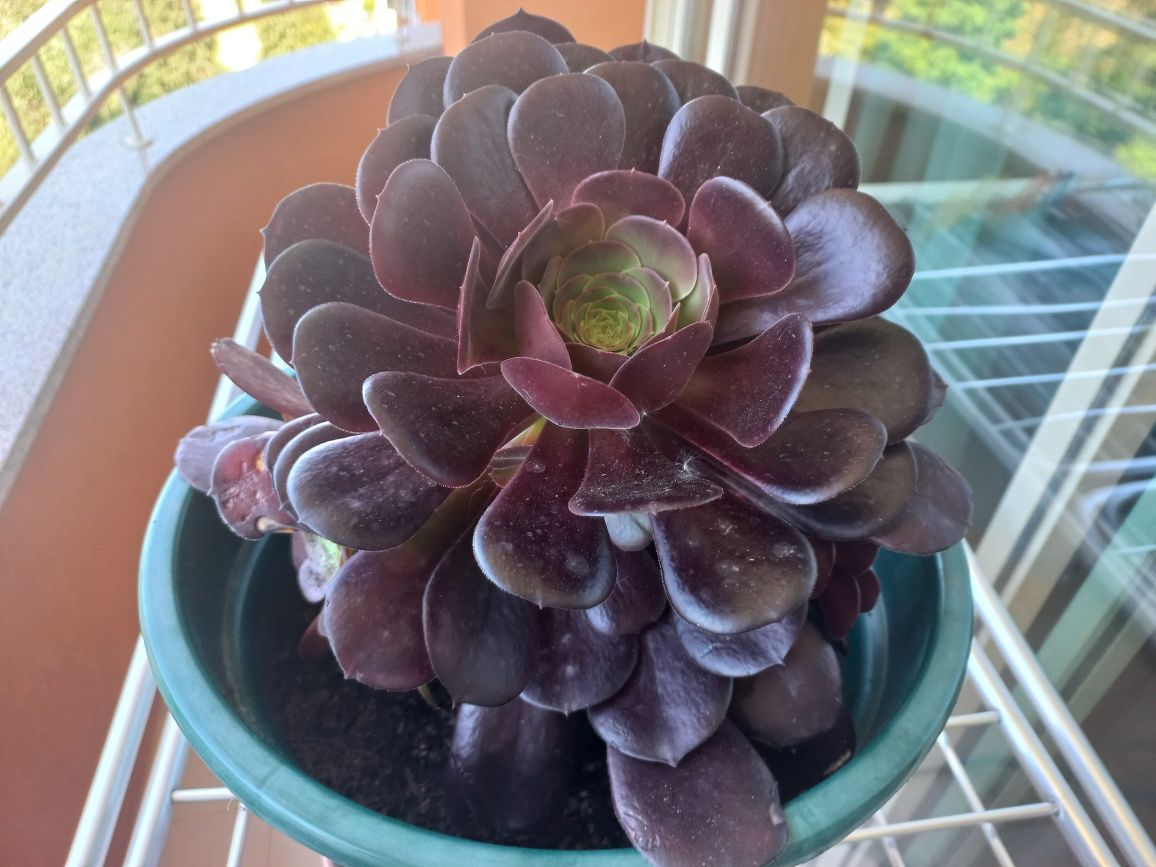 Vaso suculenta Aeonium haworthii