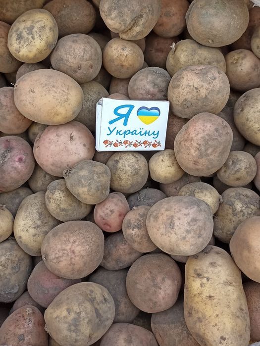 Картопля  дрібна