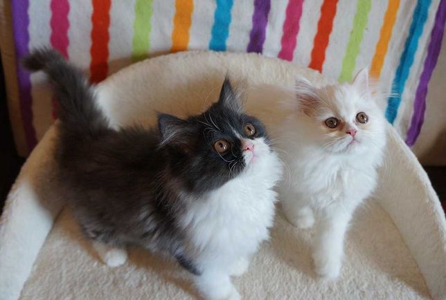Śliczne kotki perskie