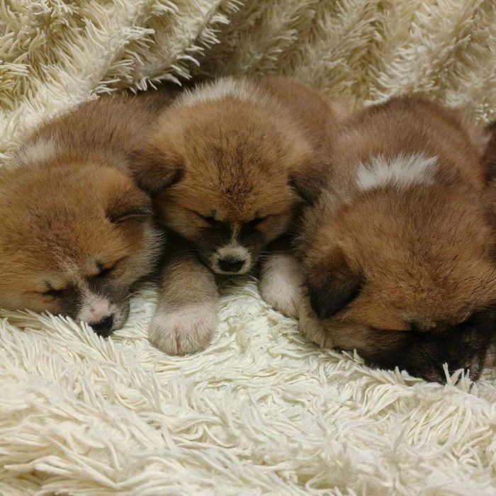 Щенята Акіта іну