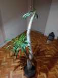 Palma Madagaskarska  Pachypodium Lamere’a