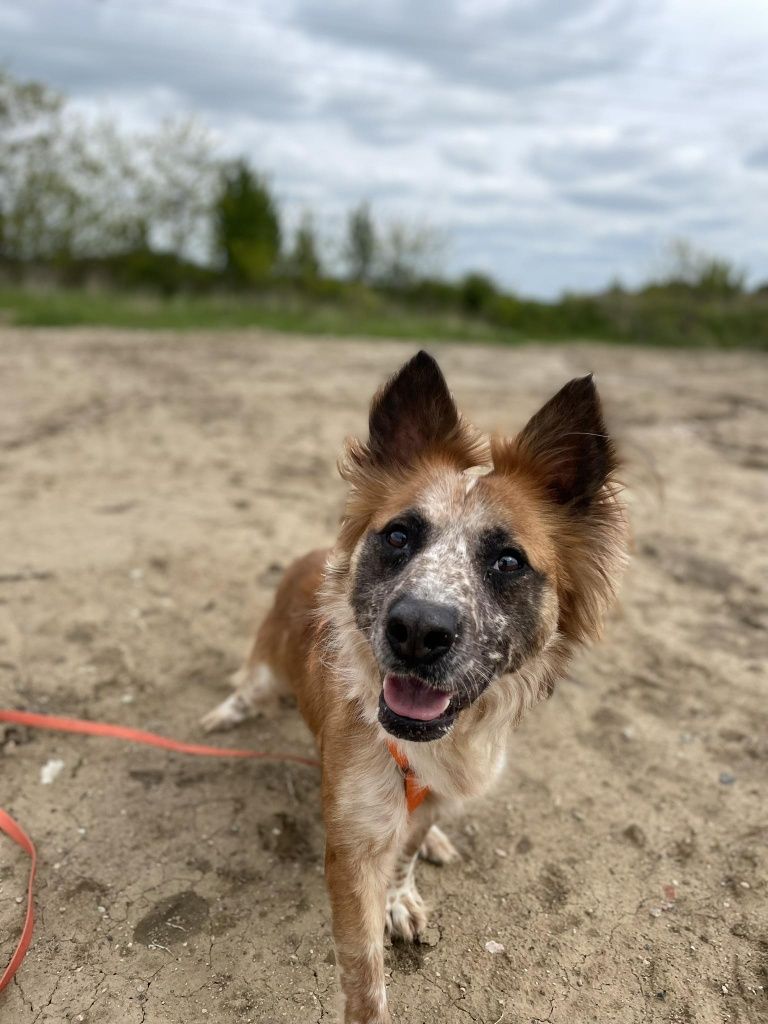 Piękny młody psiak do adopcji