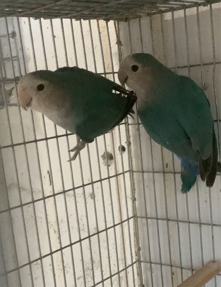 Casal agapornis longfeather