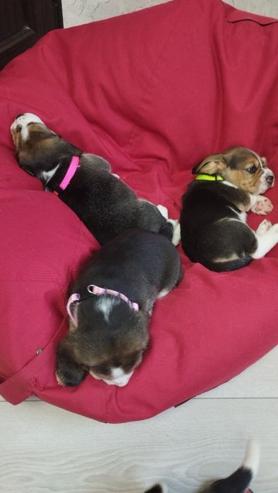 Продам чистокровних біглів