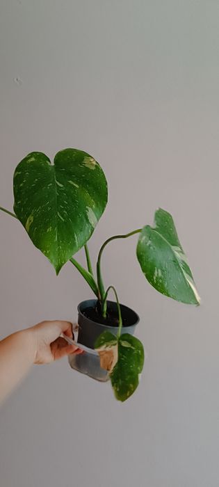 Monstera Thai Constellation