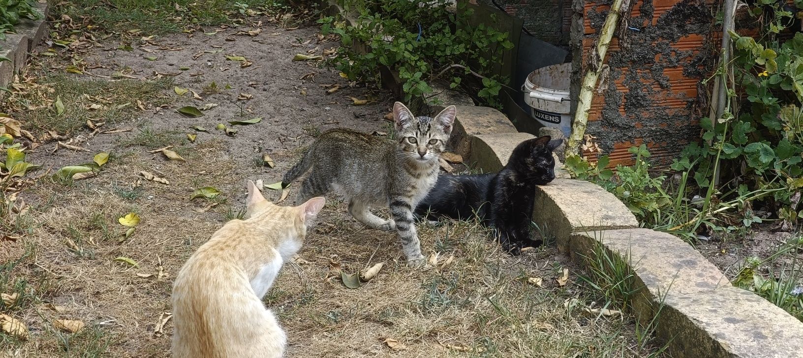 2 gatinhos e uma gatinha com 2 meses