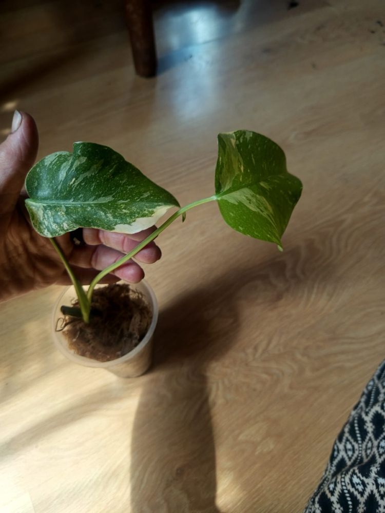 Monstera thai constellation