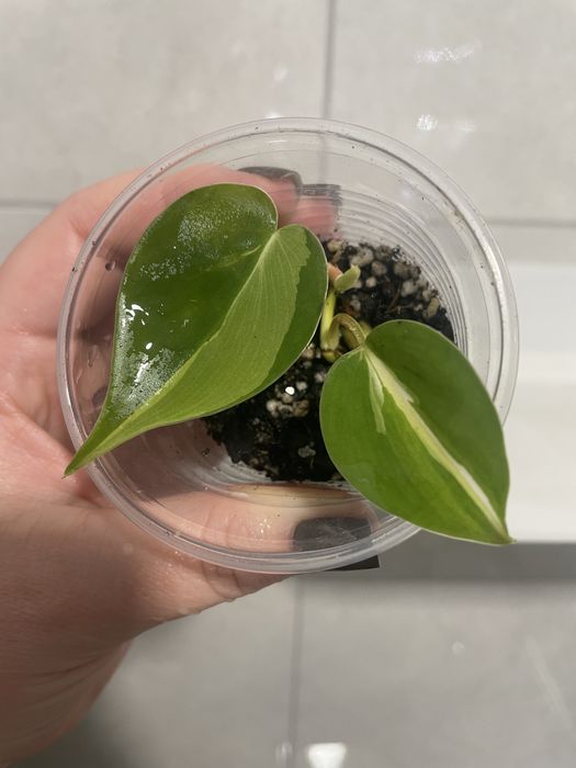 Філодендрон Крем сплеш Триколор,Сінгоніум Grey Ghost