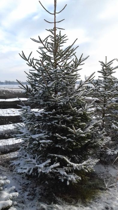 choinki świerk srebrny zielony pospolity  jodła