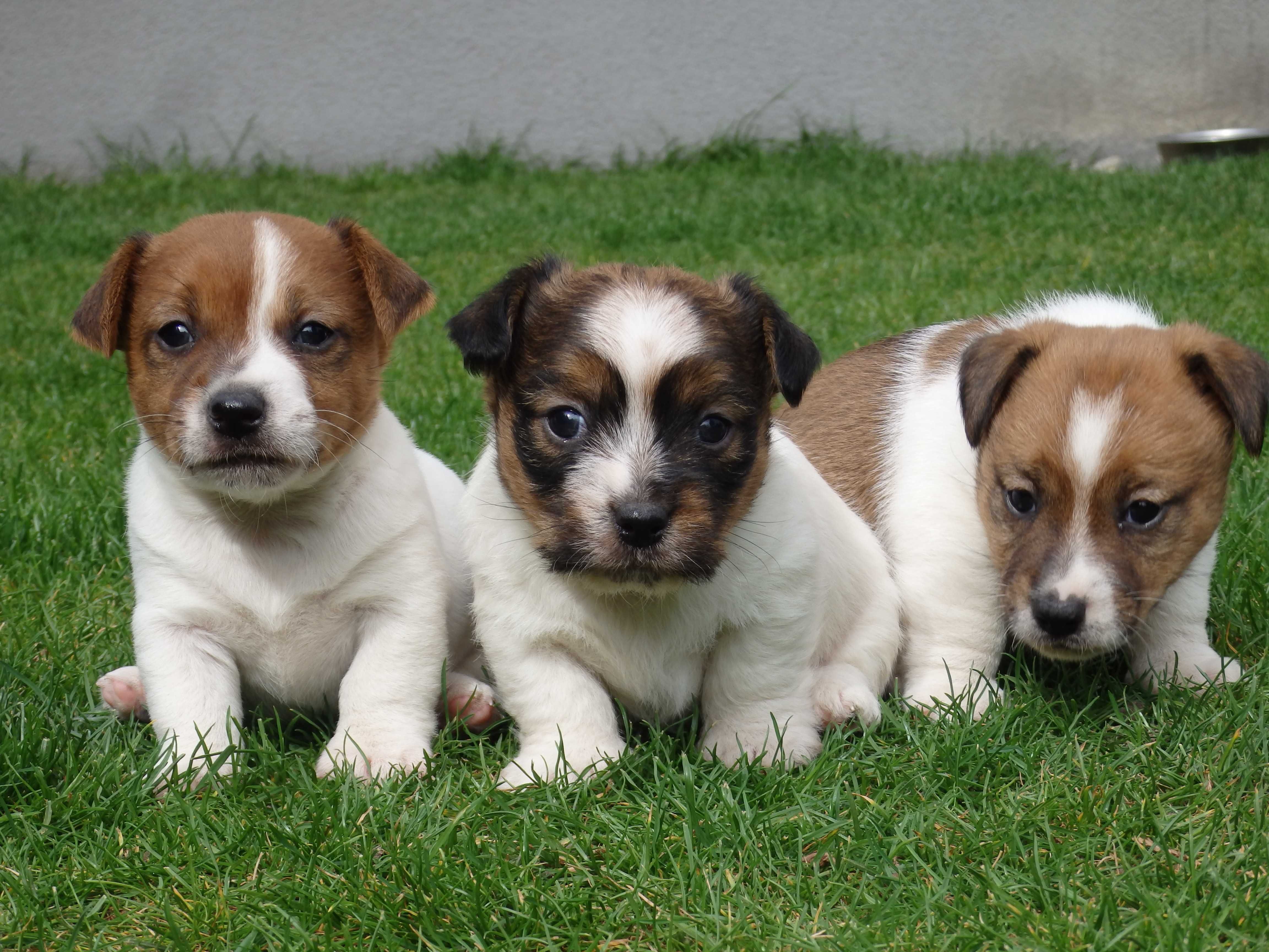 Jack Russell Terrier PIESEK od #SMARTIE JACKS# odbiór początek maja