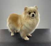 Szpic Miniaturowy pomeranian