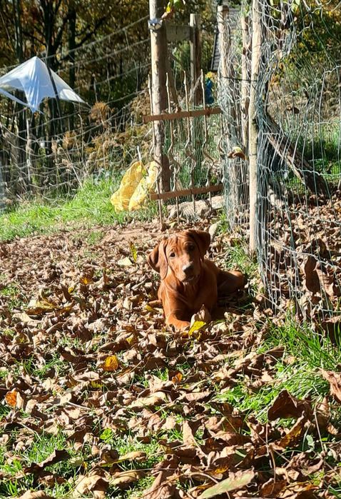 Wystawowa– Ostatnia - Sunia- Rhodesian Ridgeback ZKwP +Paszport
