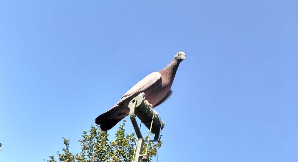 Pombos Negaça 

Italianos Lisos e Asa Branca, Gascognes, Nacionais de