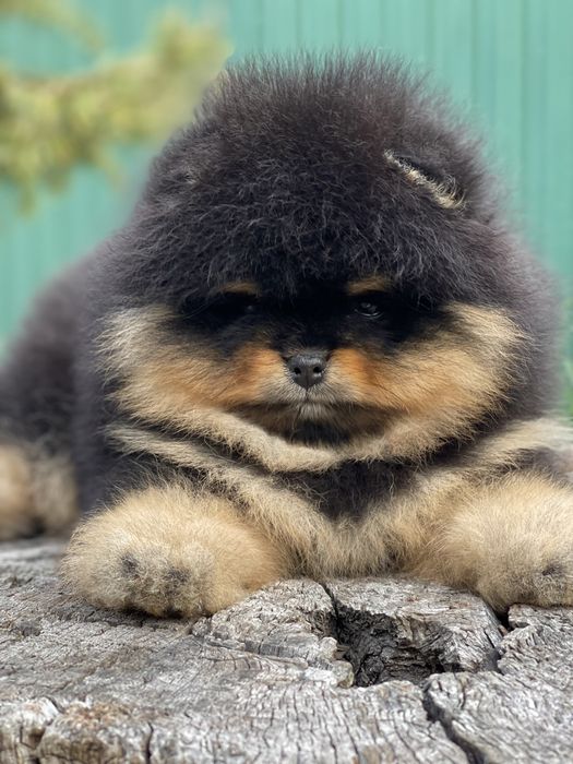 Кобели на вязку. Киев.