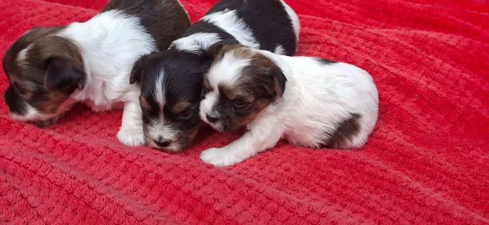 Piesek York biewer miniaturowy z metryką