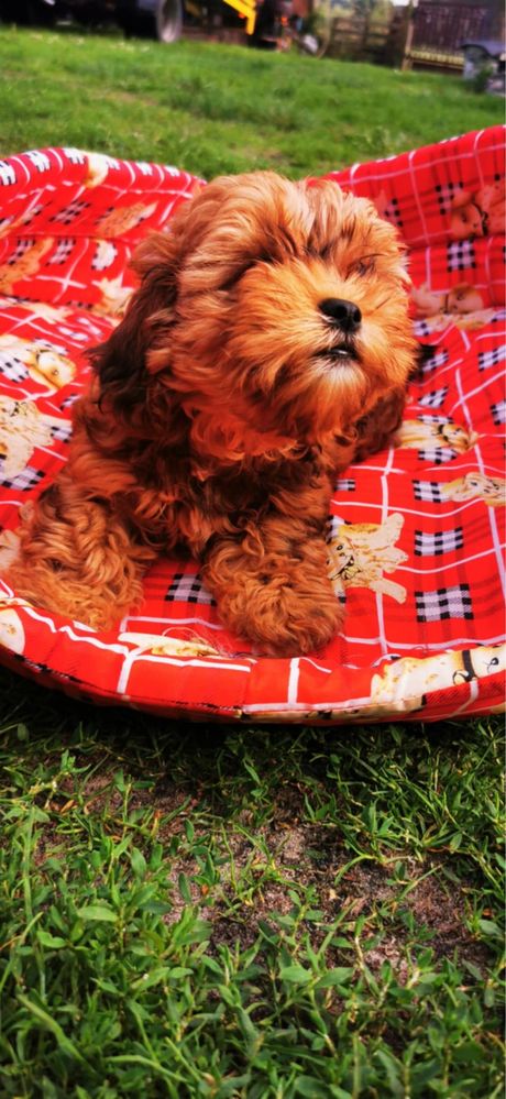 Shihpoo suczka pudel toy