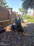Owczarek staroniemiecki w typie rasy do adopcji
