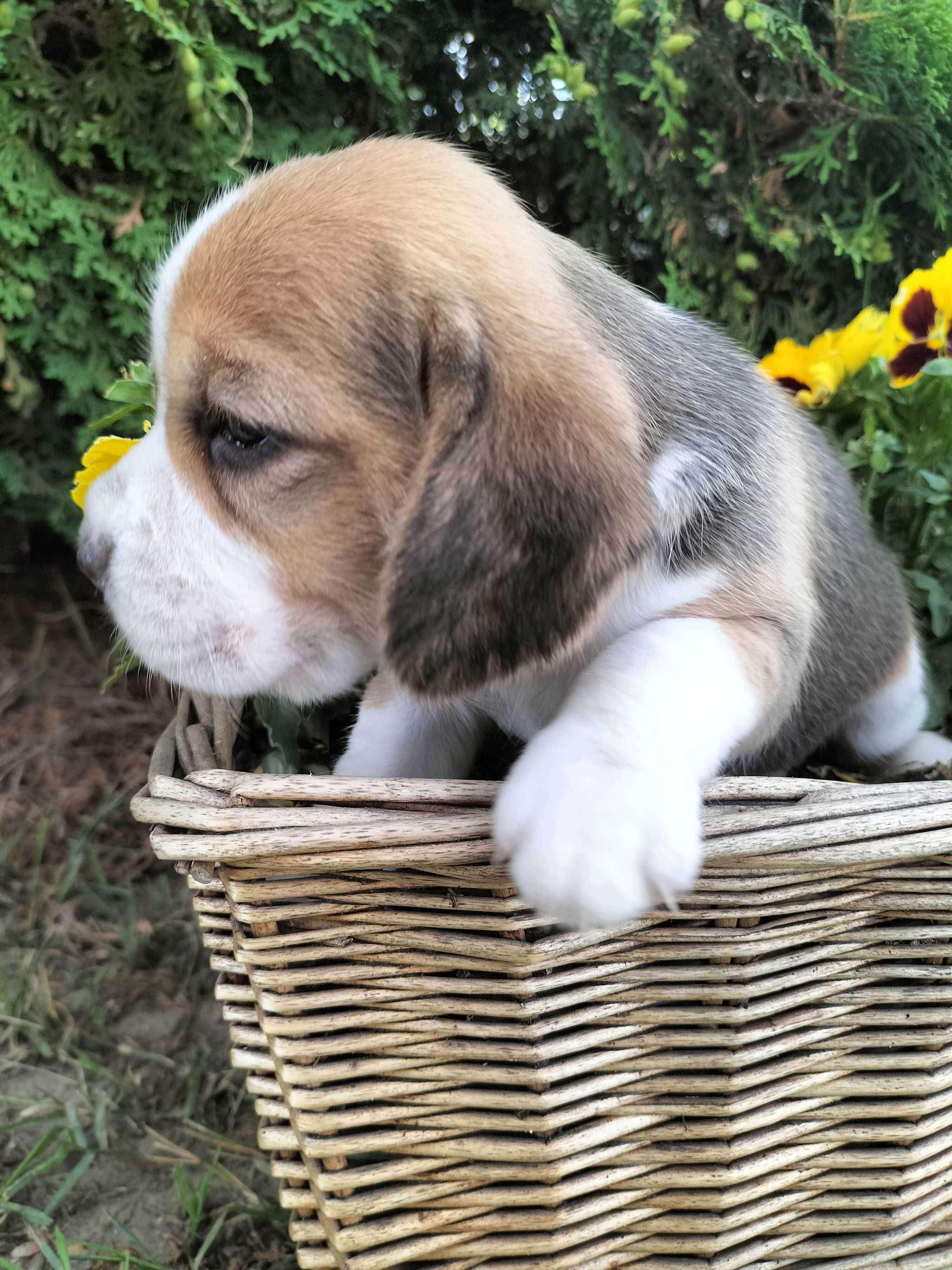 Sunia rasy Beagle Lila