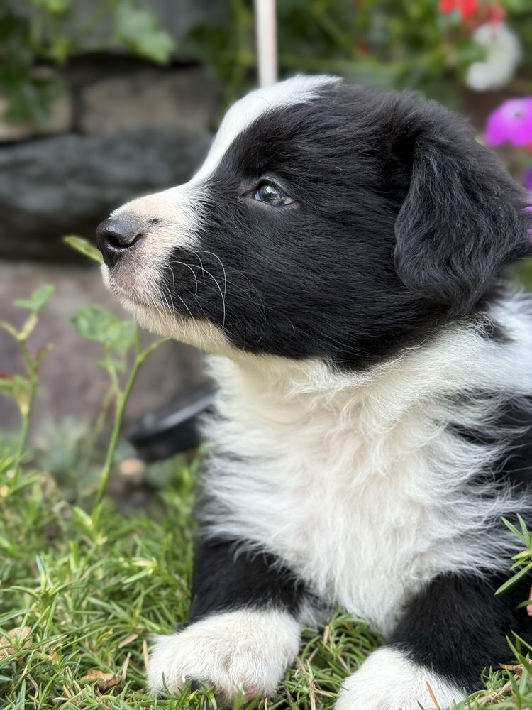 Suczka Border Collie Gotowa do odbioru