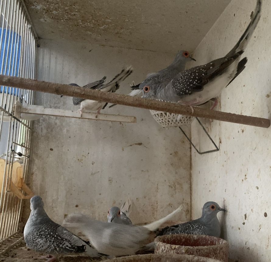 Rolas diamante criadas em casa