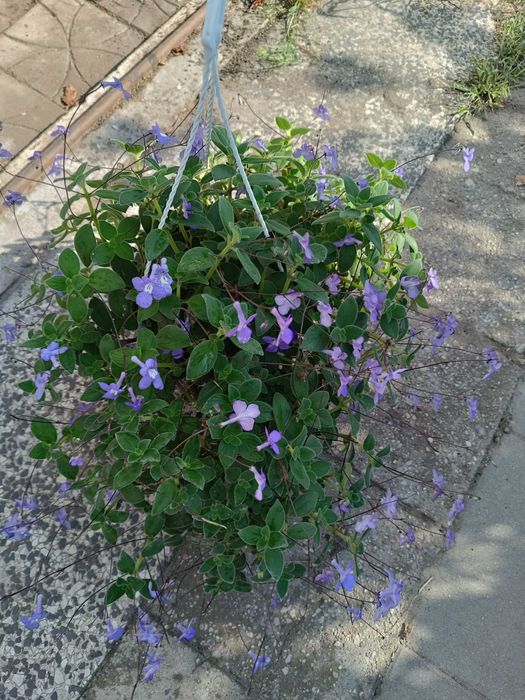 Skrętnik Streptocarpus doniczka wisząca