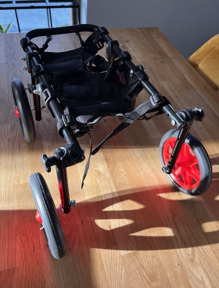 Wózek inwalidzki dla psa