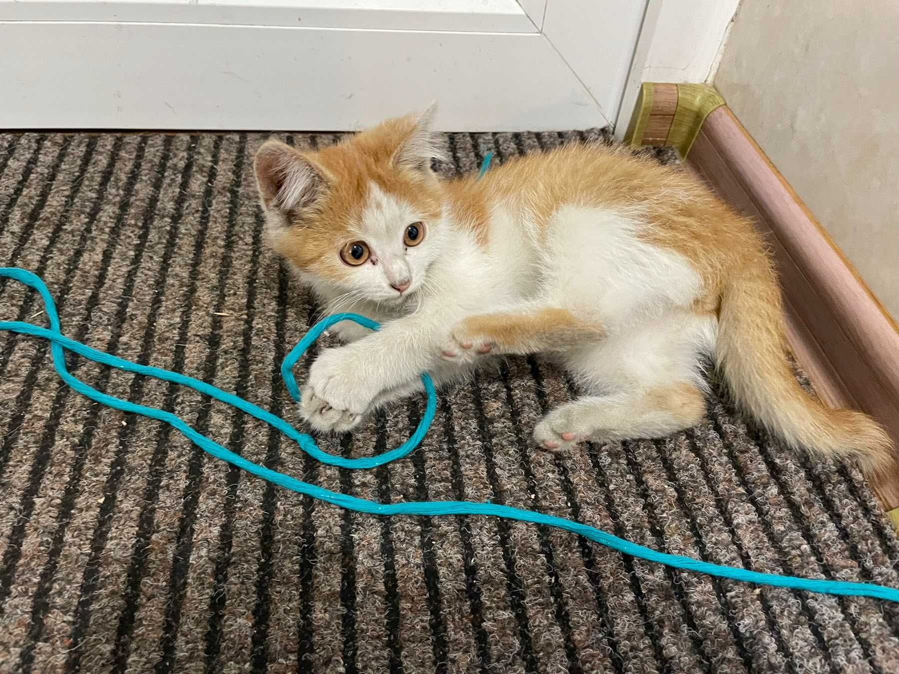 Подарю двох котинят/ хлопчик та дівчинка/коти/котята/котиня/кіт