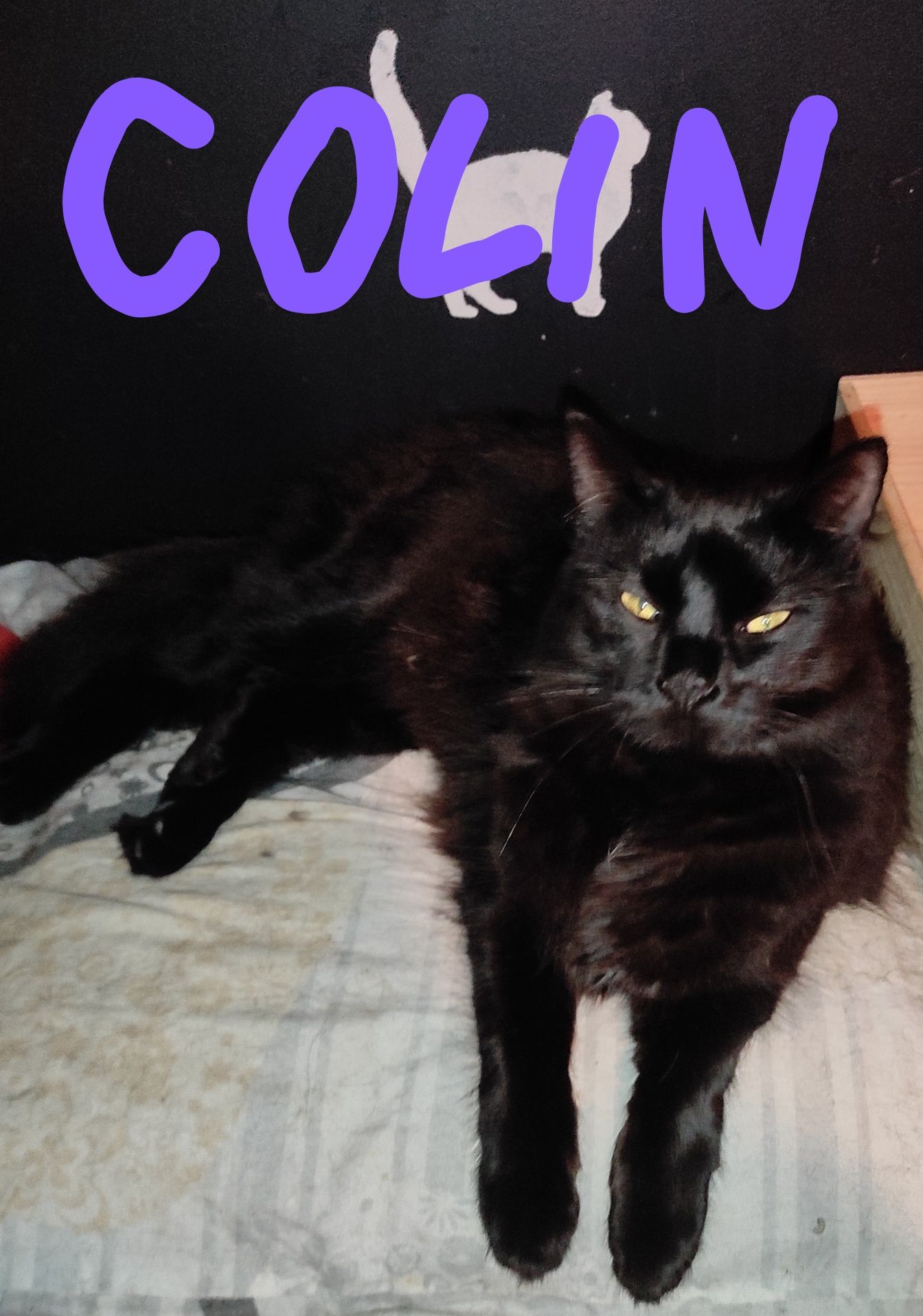 COLIN  i inne kotki do adopcji.