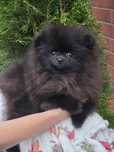 Szpic Miniaturowy Pomeranian czarny piesek