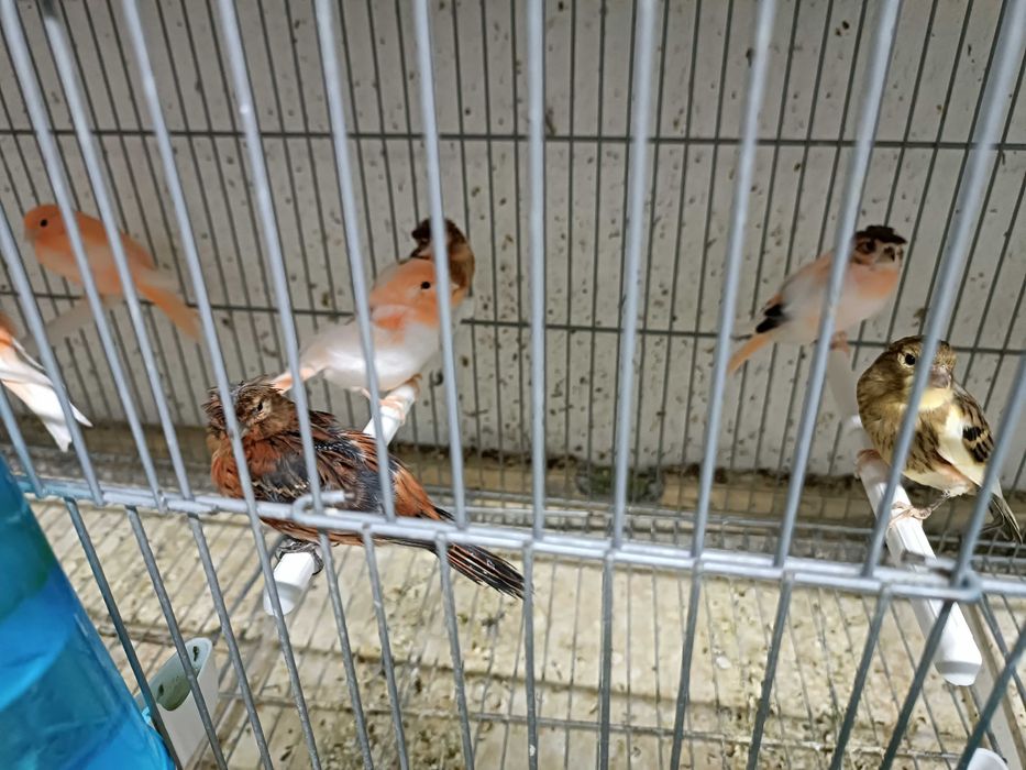 Canários de qualidade