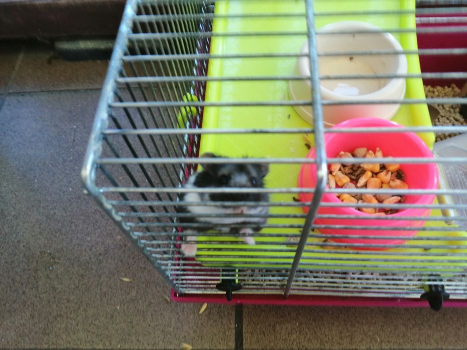 Chomik dżungarski samiczka z klatką