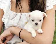 Chihuahua  com 2 meses