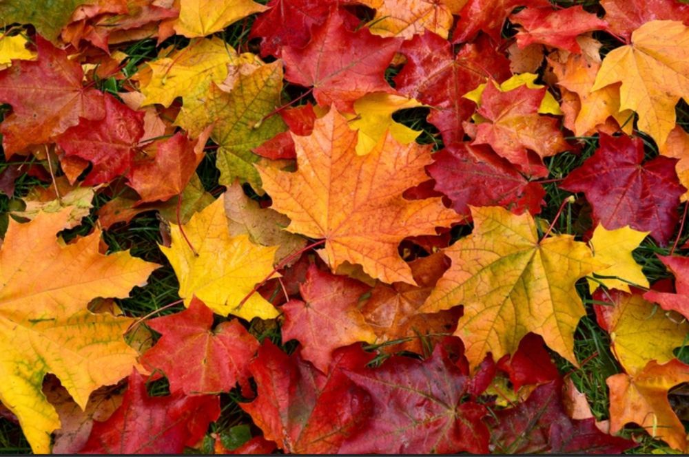 Oddam za darmo LIŚCIE na kompost.