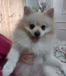 Szpic pomeranian chłopczyk