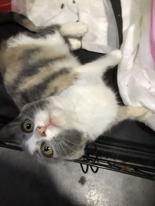 Мальвінка в пошуках родини