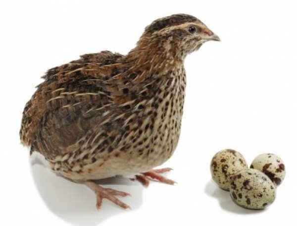 Przepiórka kurka z jajkiem