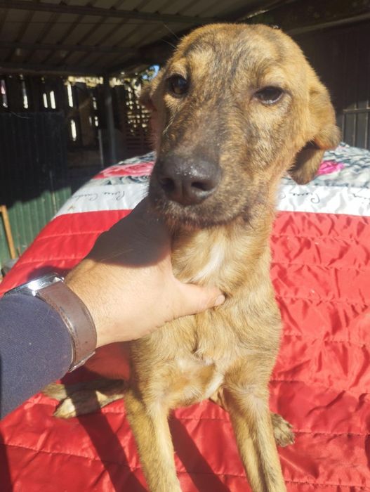 Xana para adoção muito responsável