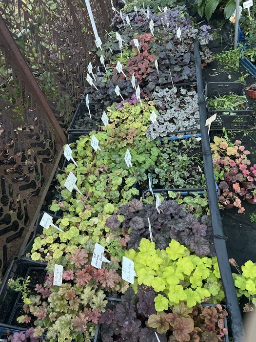 Гейхери більше 50сортів