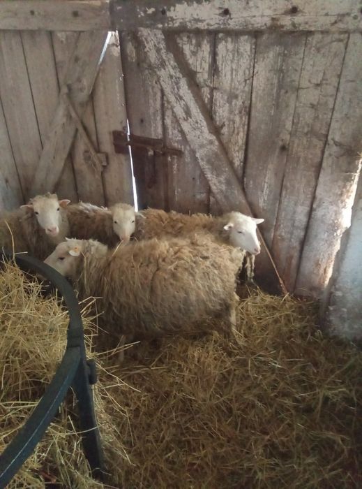 Owce na dopłaty, baran, stado, kosiarki