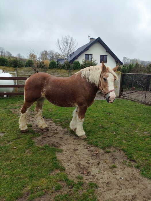 Sprzedam klacz zimnokrwistą