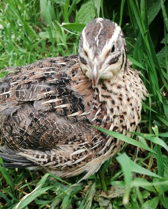 Перепела Фараон. Самцы для охоты.