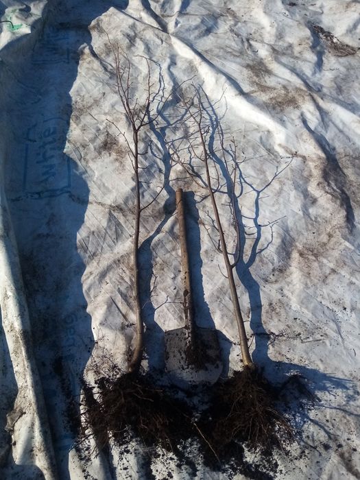 Липа!! Отличная!!